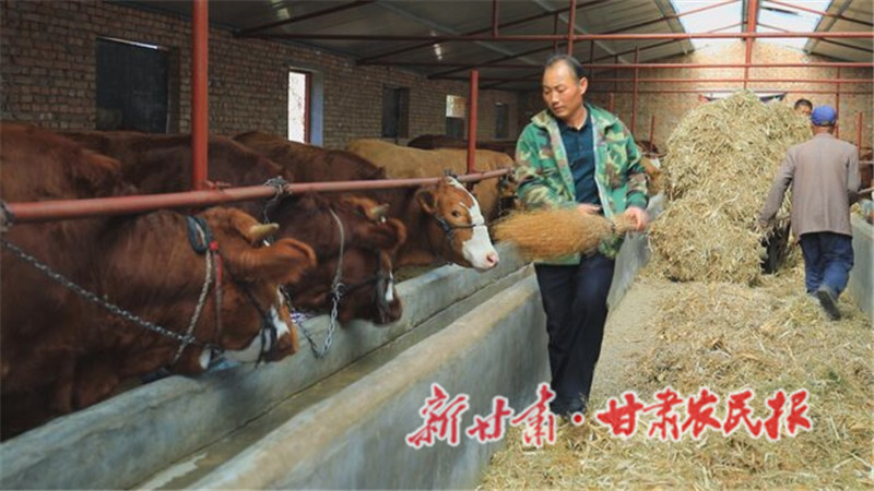 朱胜利正在给牛添加饲料_proc.jpg