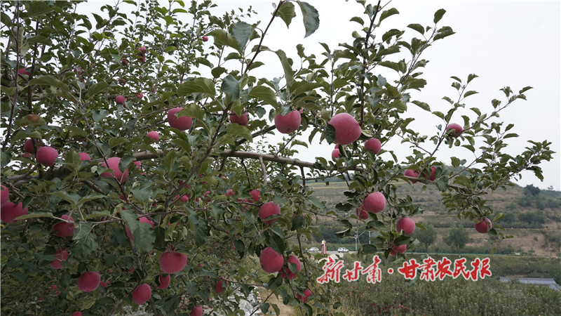 成熟的苹果_proc.jpg