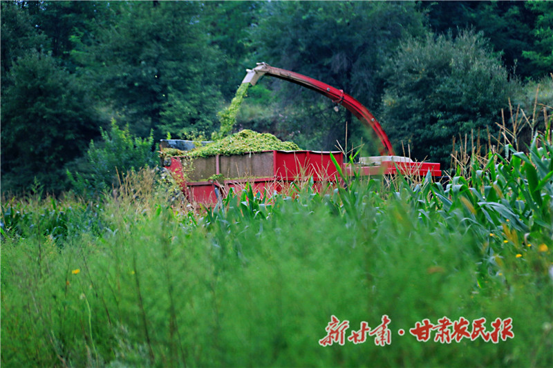 收割、粉碎青贮玉米 (2)_proc.jpg