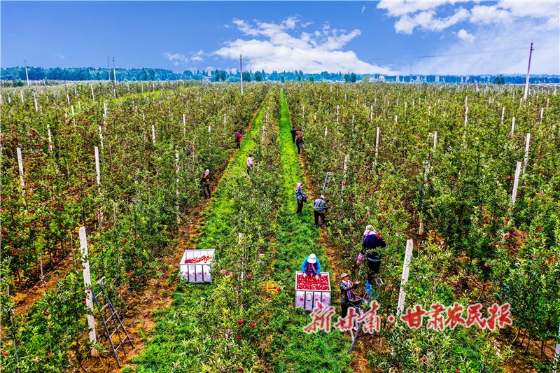 1.丰收的苹果挂满枝头_proc.jpg