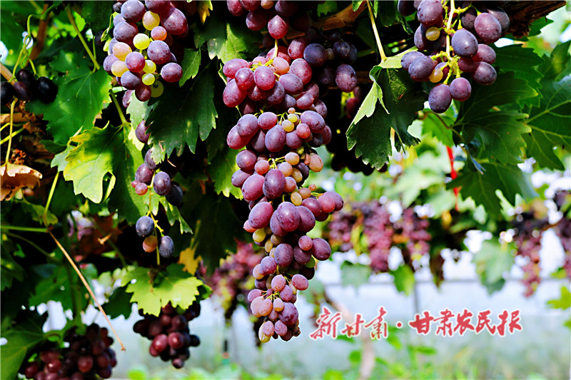 3.晶莹剔透的葡萄成熟上市_proc.jpg