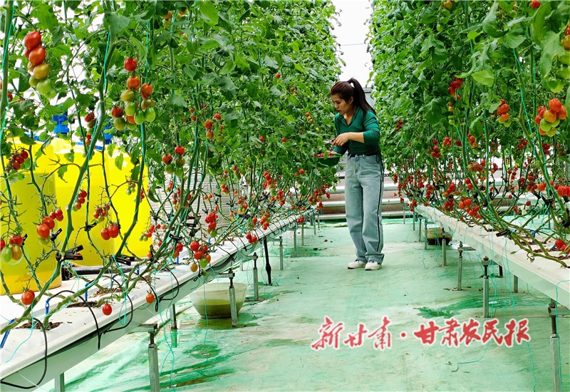 5.圣女果采摘园内，游客体验采摘乐趣_proc.jpg