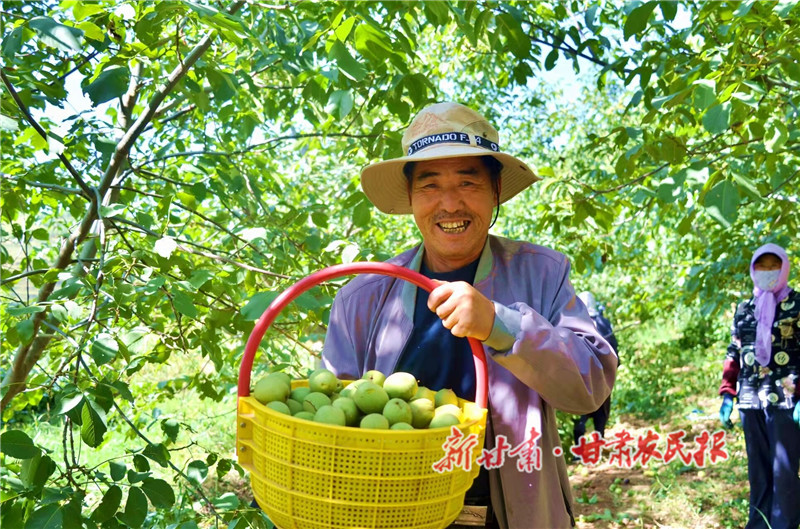 6.硕大饱满的核桃迎来丰收_proc.jpg