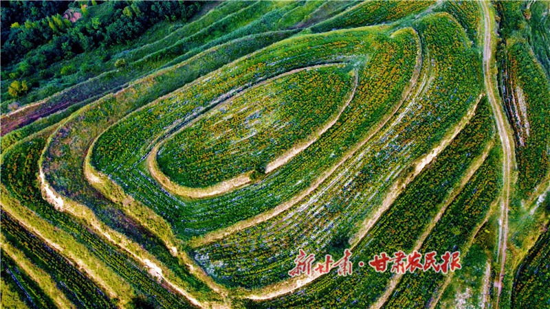 7.鲜艳的万寿菊满山绽放_proc.jpg