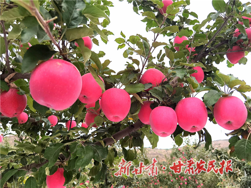 静宁县贾河乡山地苹果_proc.jpg