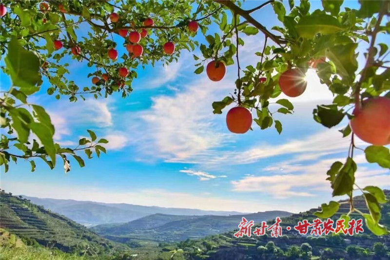 余湾乡苹果红了_proc.jpg