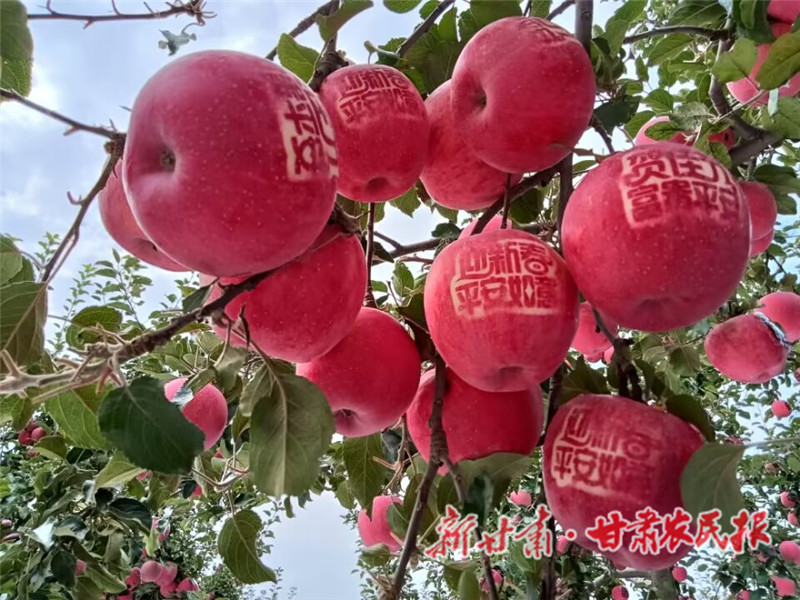 带有祝福语的贴字苹果.jpg