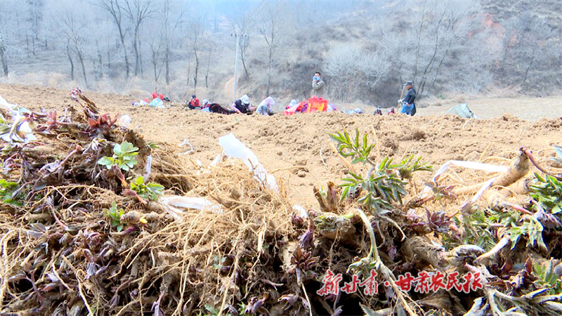 华亭：“小药苗”育出“致富门” (1).jpg