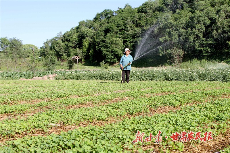 马峡镇药农正在管护药苗 张小兵摄.jpg