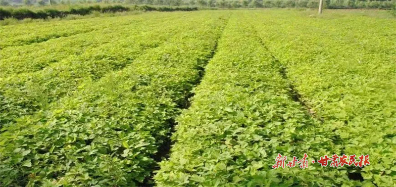 药材种植照片.jpg