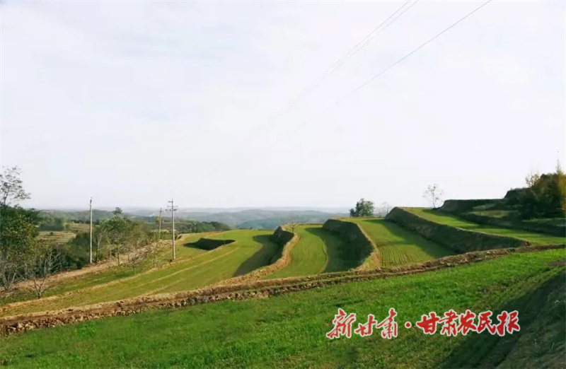 冬小麦.jpg