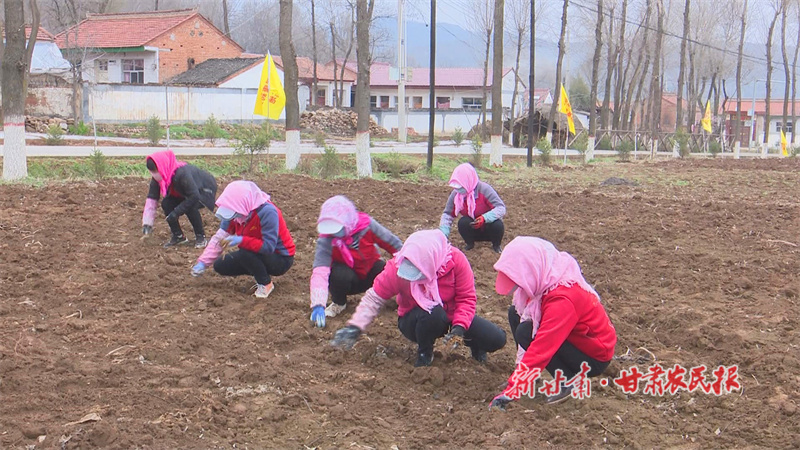 马峡镇群众正在种植中药材b.jpg