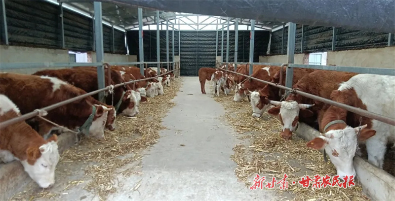 河西镇肉牛养殖场.jpg