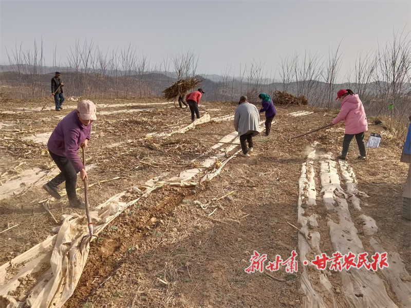 清理废旧地膜.png
