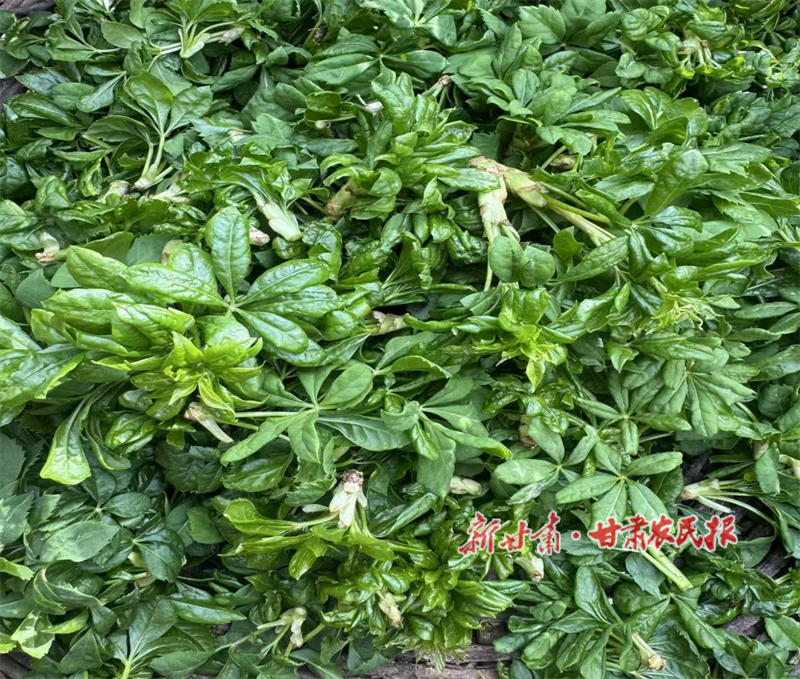 嫩野菜.png