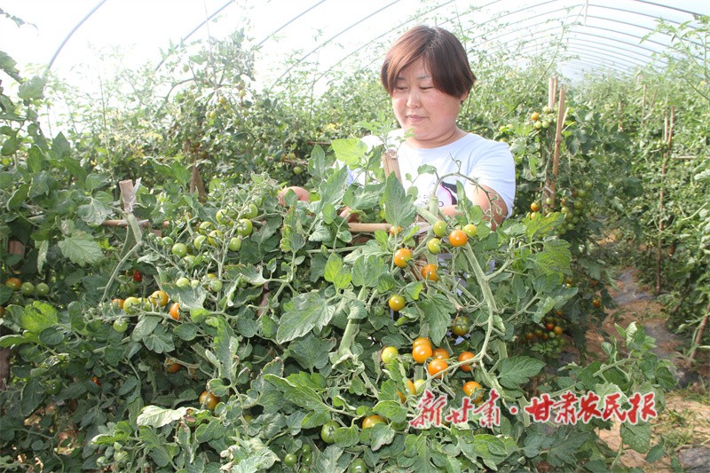 華亭市東華鎮(zhèn)黎明村蔬菜基地 (1).jpg