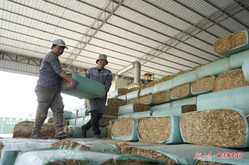 環(huán)縣秸稈飼料化利用企業(yè)工人整理草料包_proc_1.jpg
