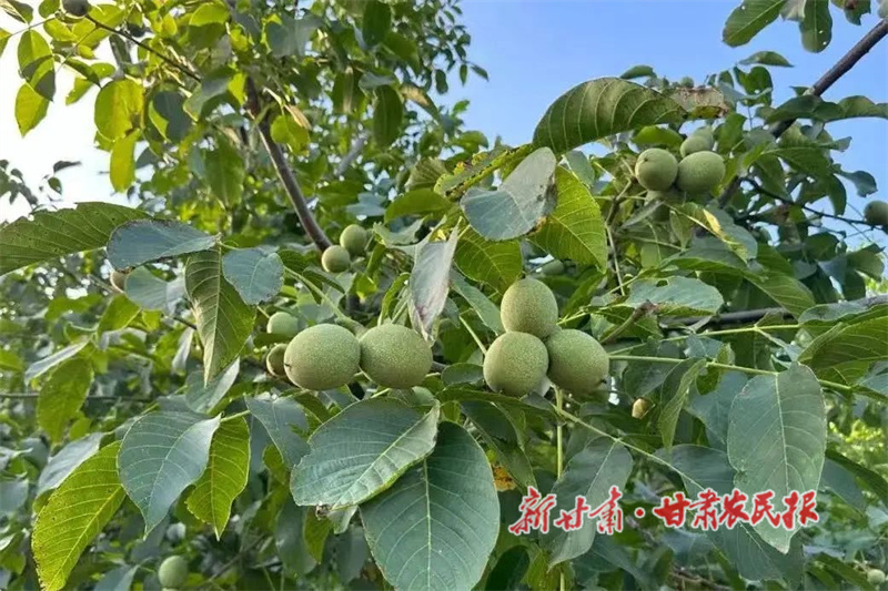 顆顆飽滿(mǎn)的核桃果實(shí).jpg