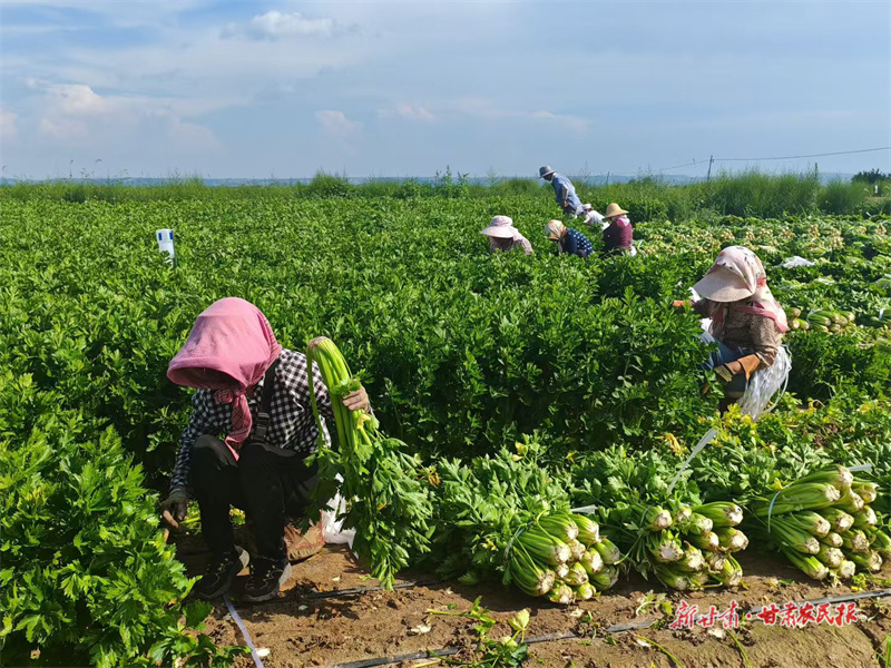 現(xiàn)場采收芹菜