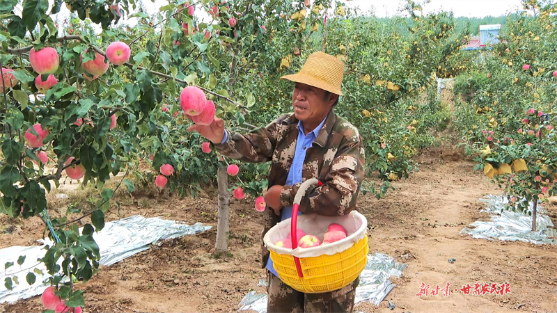 果農(nóng)采摘早熟蘋果