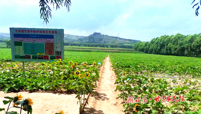 華亭市河西鎮(zhèn)藥材種植基地 張小兵 攝.png