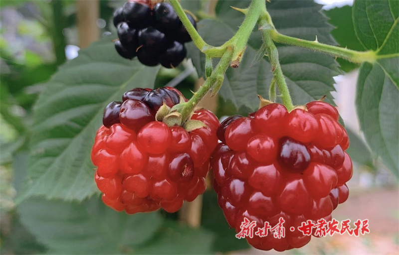 1756531249655988.jpg 154.jpg