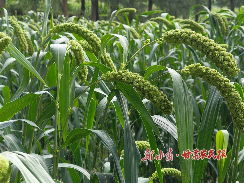 1756531807804458.jpg 7c720.jpg