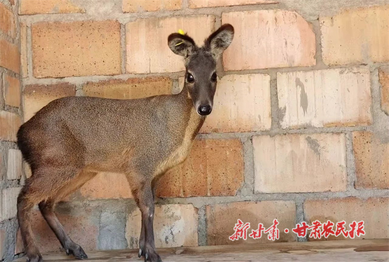 1756531944910010.jpg 西華鎮(zhèn)林麝養(yǎng)殖基地養(yǎng)殖的林麝.jpg