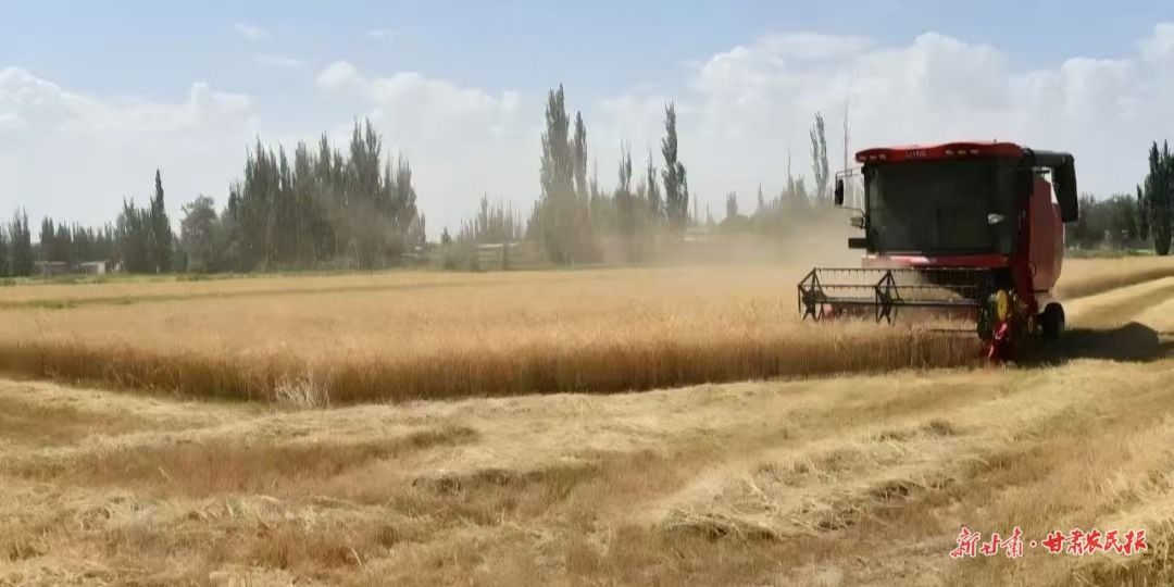 敦煌糧食豐收 敦煌糧食豐收