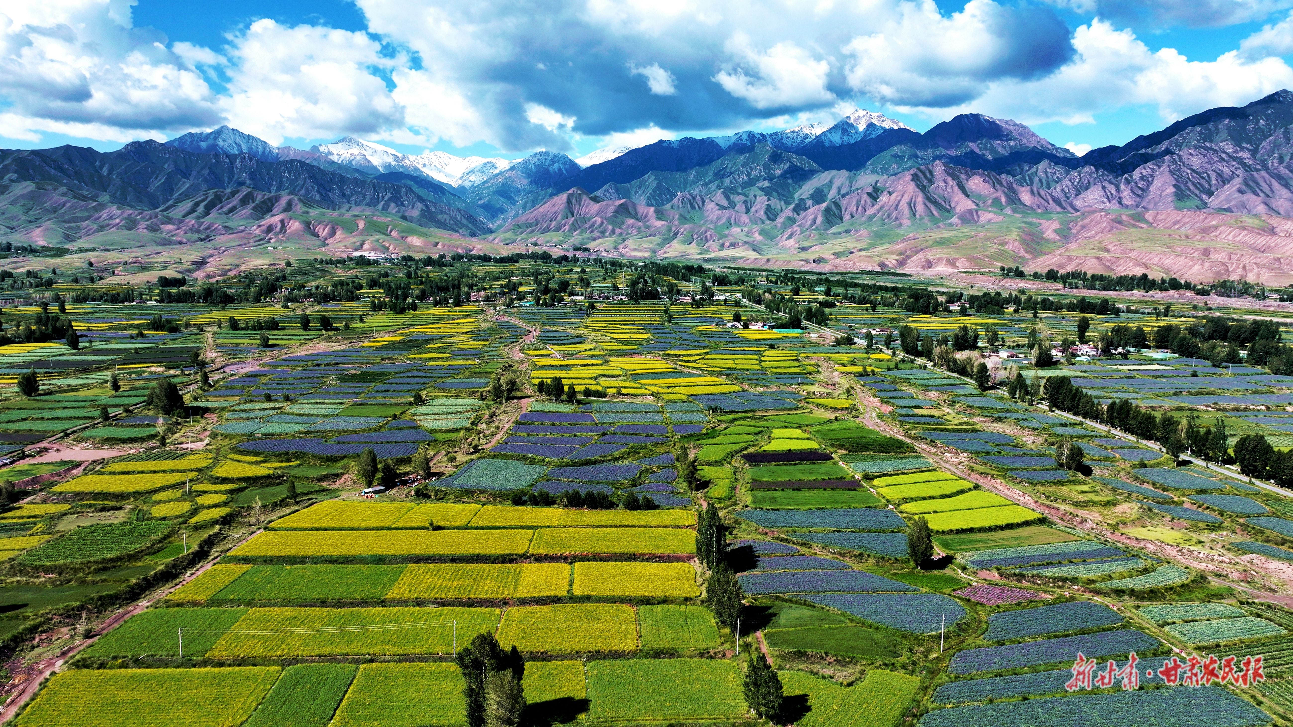 圖為高臺(tái)縣新壩鎮(zhèn)千畝花卉制種基地