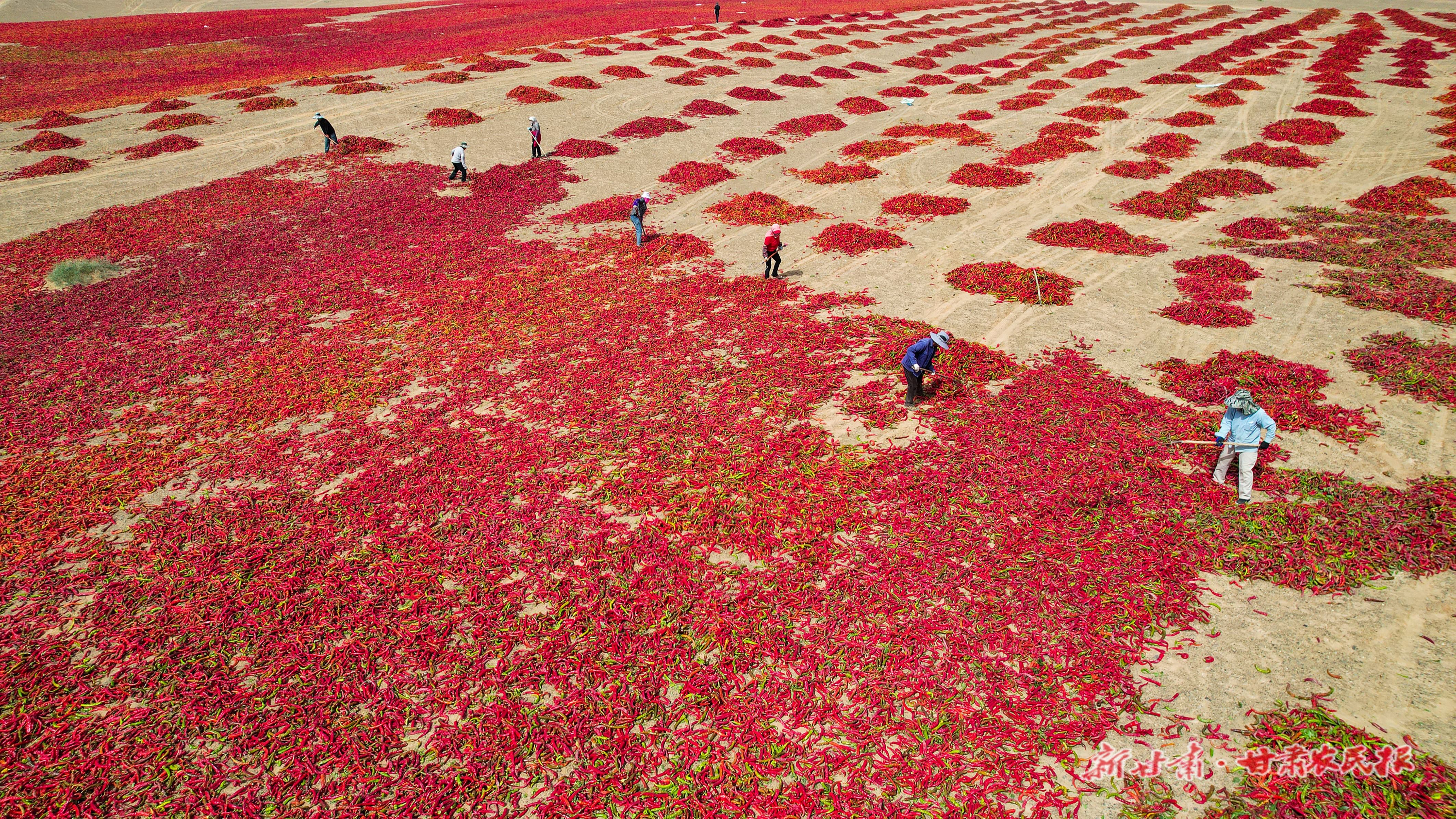 圖為高臺(tái)縣黑泉鎮(zhèn)胭脂堡村辣椒晾曬場(chǎng)
