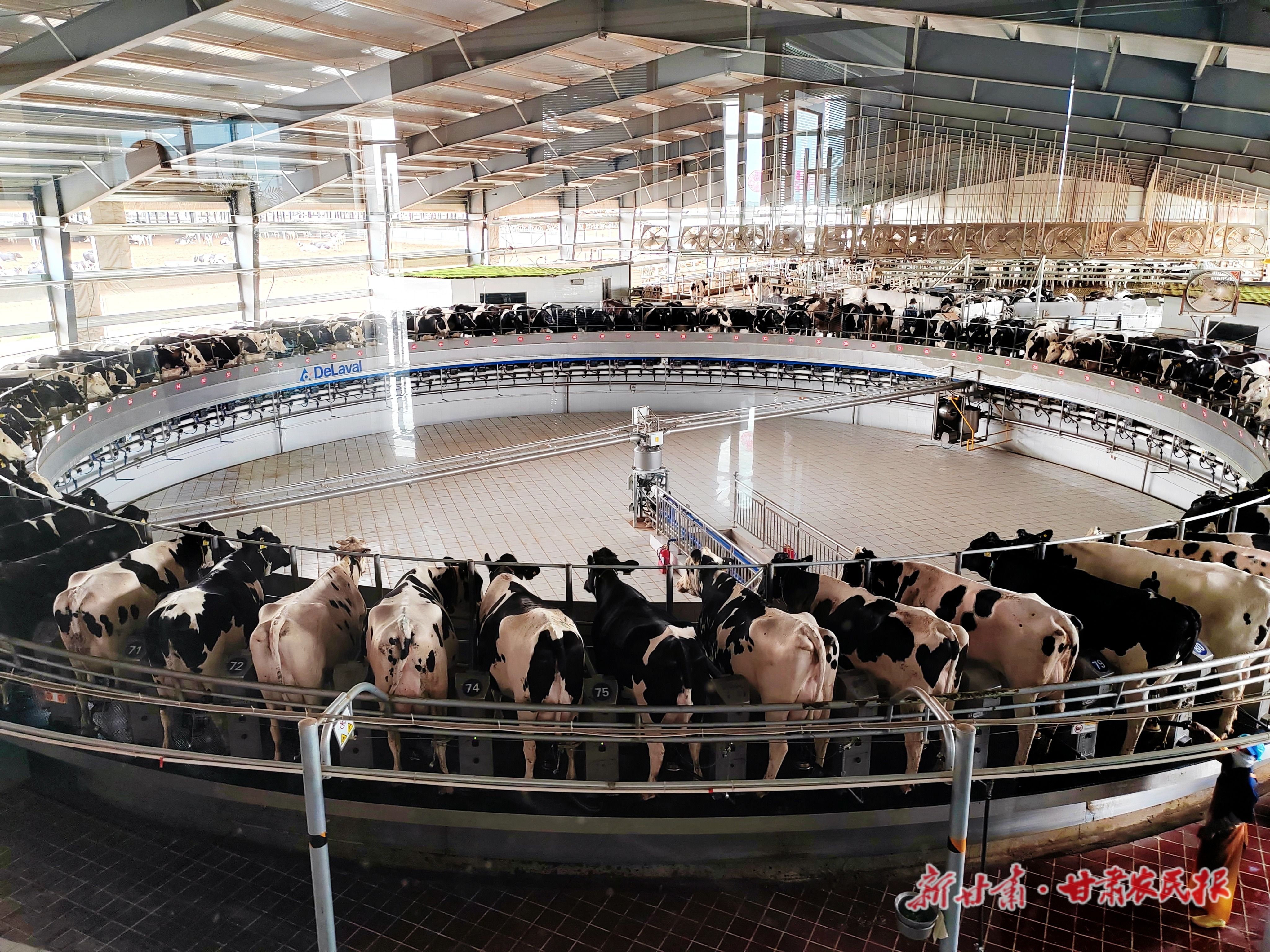 高臺(tái)縣將畜牧產(chǎn)業(yè)作為特色優(yōu)勢(shì)產(chǎn)業(yè)重點(diǎn)培育。圖為高臺(tái)縣燕塘傳奇牧業(yè)