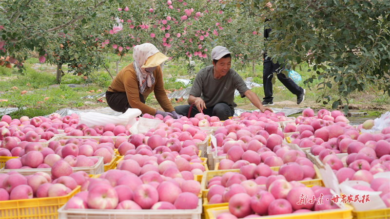 果農(nóng)在果園里分選蘋果