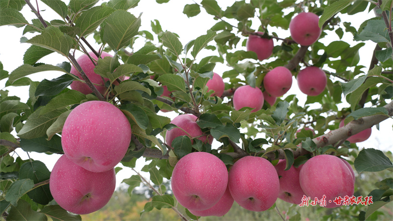 紅彤彤的蘋果掛滿枝頭