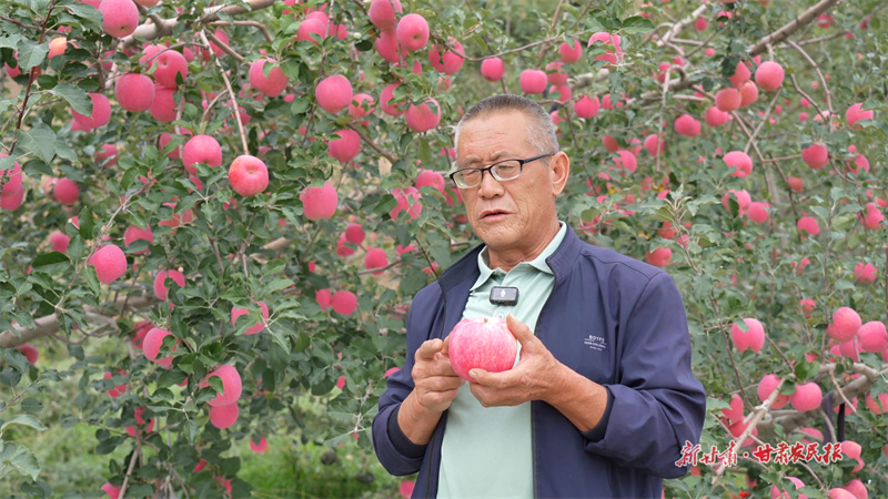 靜寧縣賈河鄉(xiāng)中堡村果農(nóng)楊連軍向記者介紹他們家的蘋果