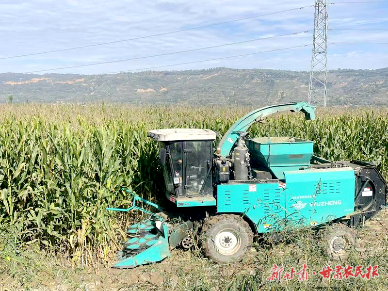 糧改飼玉米2