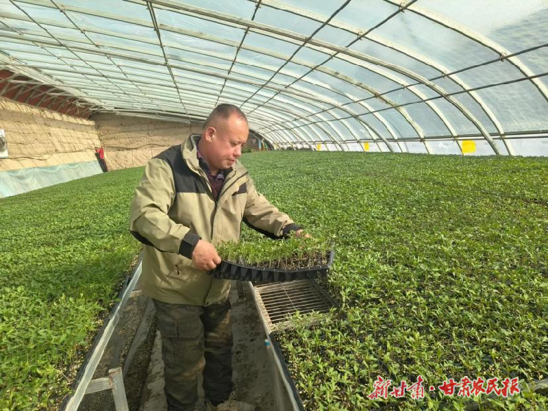 涼州區(qū)：園區(qū)育苗忙 合奏“春耕曲”