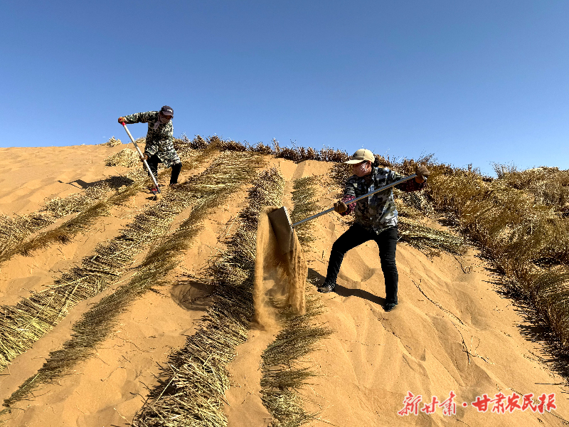 從“綠進沙退”到鎖邊成林！民勤的綠色逆襲方程式