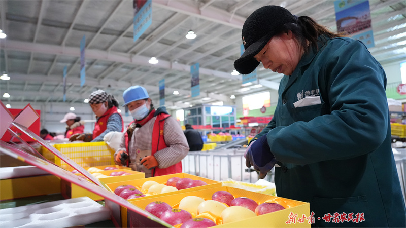 “靜寧蘋果”錯(cuò)峰銷售“紅”遍全國
