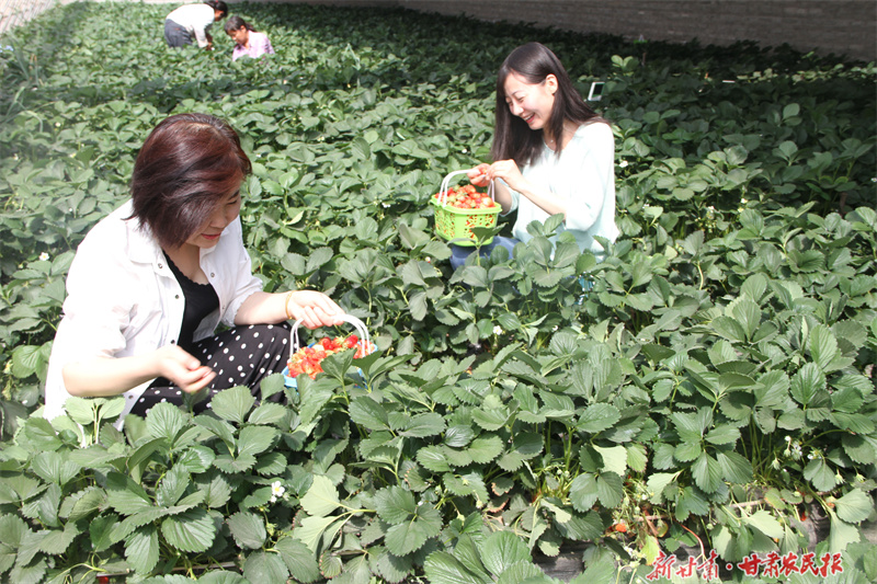 綠色春耕：甘肅的生態(tài)實(shí)踐