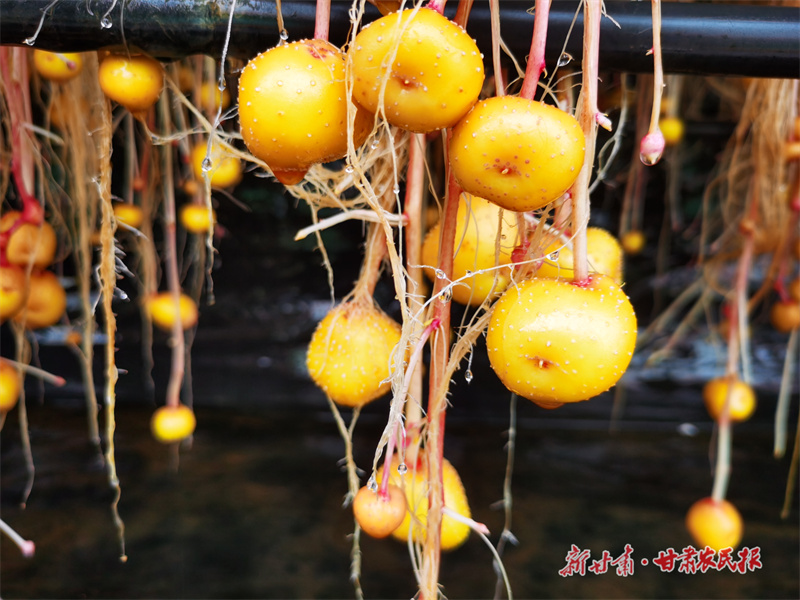 一粒種子背后的農(nóng)業(yè)新質(zhì)生產(chǎn)力“薯光”