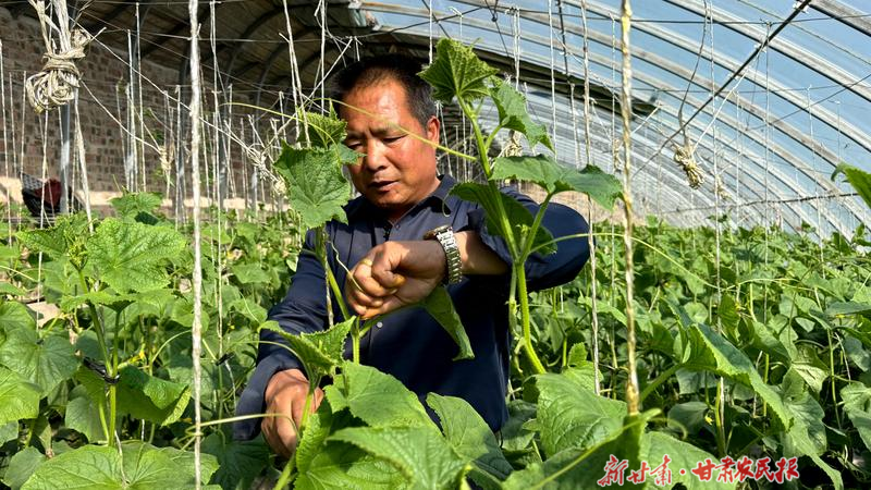 古浪：“溫室產(chǎn)業(yè)+電商平臺” 走出致富新路徑