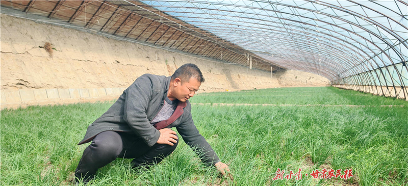 民勤沙蔥榮登全國(guó)兩會(huì)餐桌 戈壁灘上綻放節(jié)水農(nóng)業(yè)“綠色奇跡”