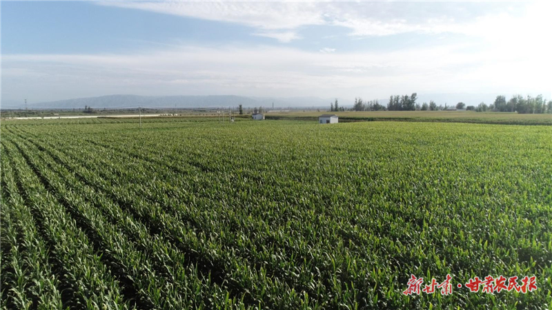 永昌：種業(yè)強“芯”繪就田野“好豐景”