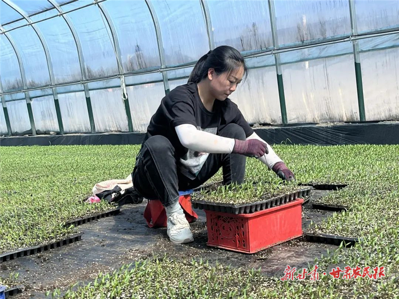 民勤：夯實農(nóng)業(yè)“芯”基礎(chǔ) 育苗產(chǎn)業(yè)“多點開花”