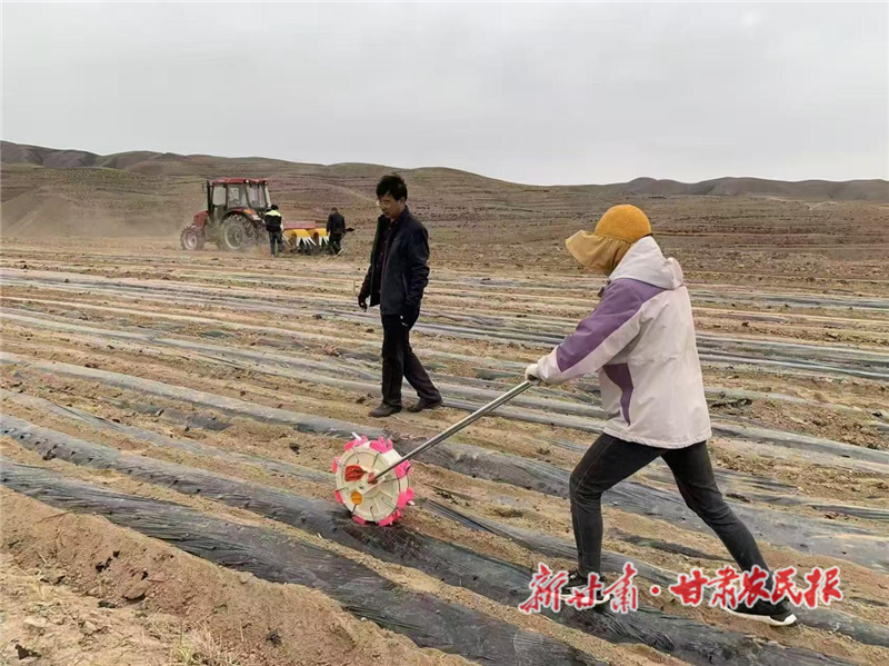 平川區(qū)：全鏈條發(fā)展藜麥產(chǎn)業(yè) 鋪筑鄉(xiāng)村振興致富路