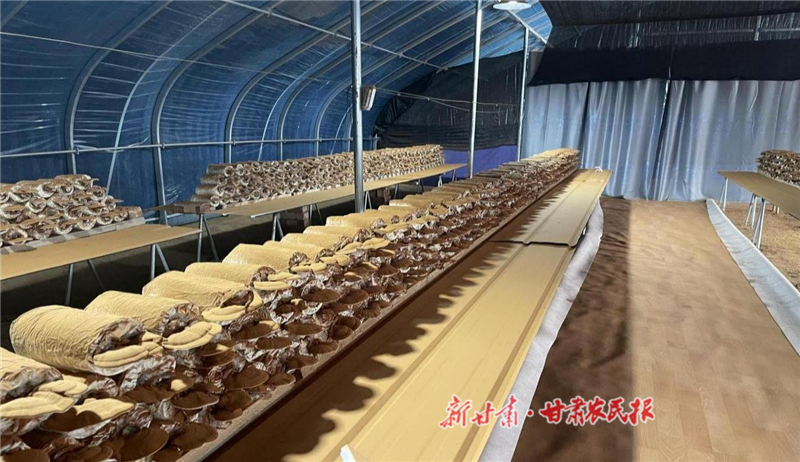 平川區(qū)：黨建賦能產(chǎn)業(yè)振興 中藥材變身“致富金”