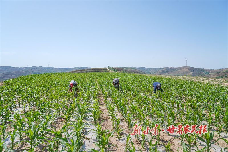 秦安縣：種養(yǎng)一體化開(kāi)啟循環(huán)農(nóng)業(yè)新征程