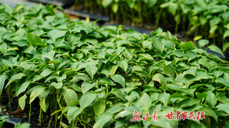 秦安縣：大棚不閑置 換茬育苗忙

