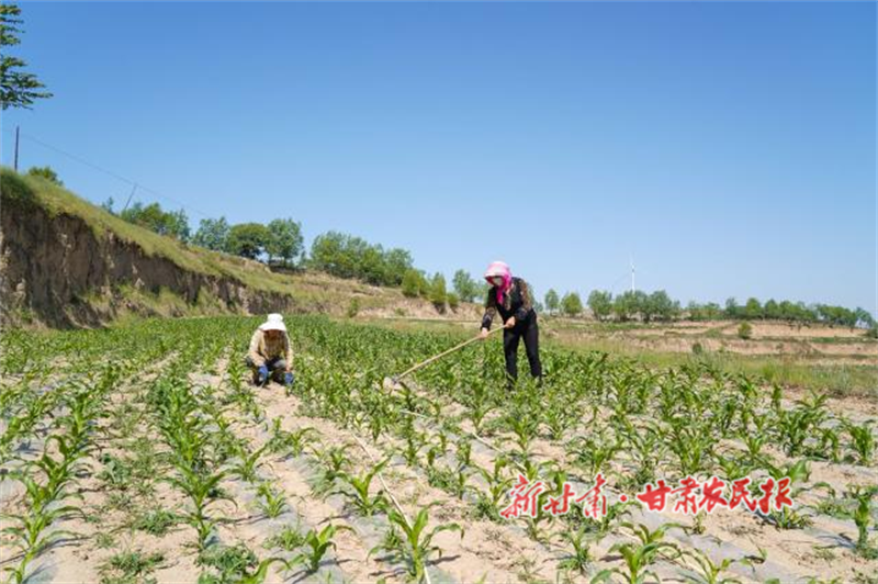 秦安縣：“糧改飼” 奏響富民強農(nóng)新樂章

